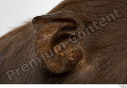 Ear Monkey Animal photo references
